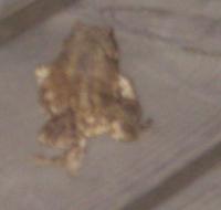 frosch.jpg